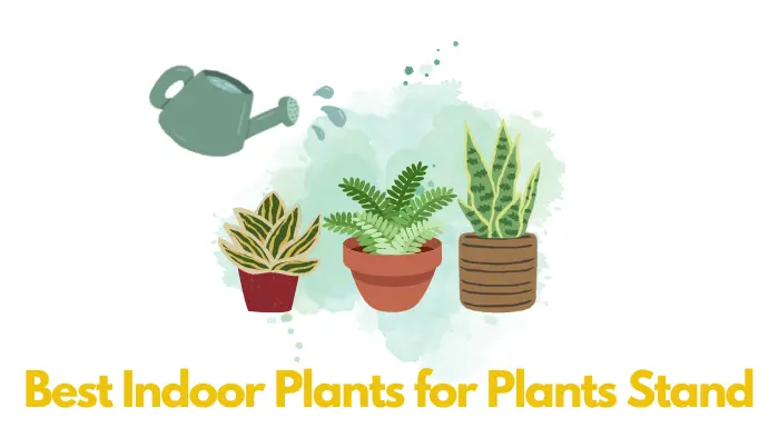 Best Indoor Plants for Plants Stand