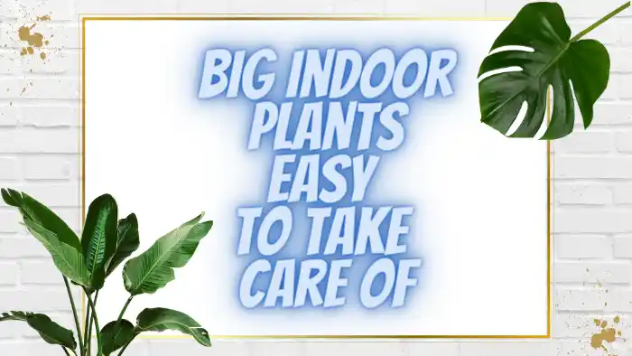 Big Indoor Plants Easy To Take Care Of