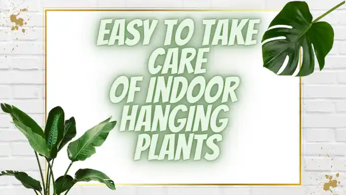 Easy To Take Care of Indoor Hanging Plants