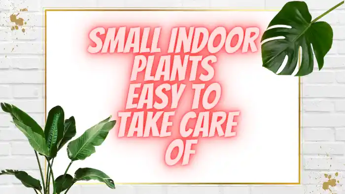 Small Indoor Plants Easy To Take Care Of