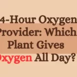 24-Hour Oxygen Provider: Which Plant Gives Oxygen All Day?