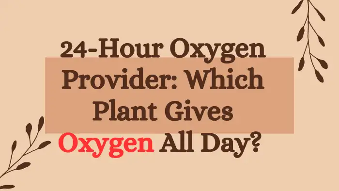 24-Hour Oxygen Provider: Which Plant Gives Oxygen All Day?