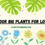 Best Indoor Big Plants for Low Light