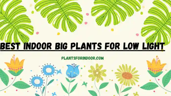 Best Indoor Big Plants for Low Light