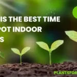 When is the Best Time to Repot Indoor Plants