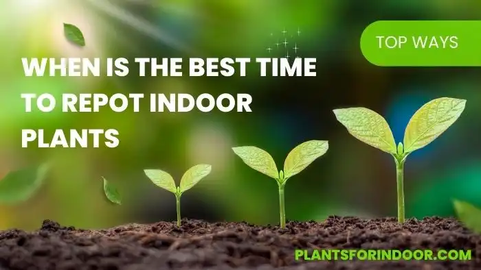 When is the Best Time to Repot Indoor Plants