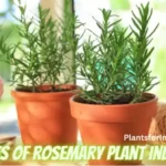 Benefits Of Rosemary Plant Indoors