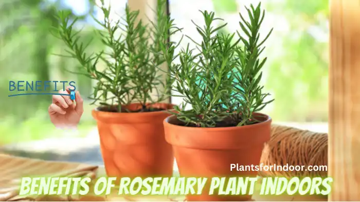 Benefits Of Rosemary Plant Indoors