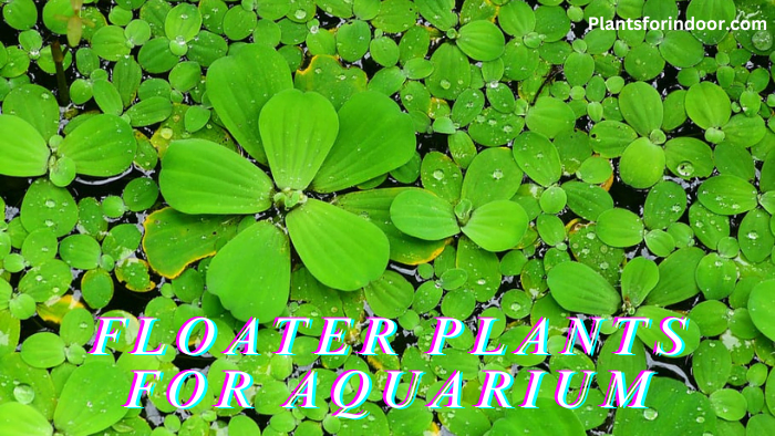 Floater Plants for Aquarium