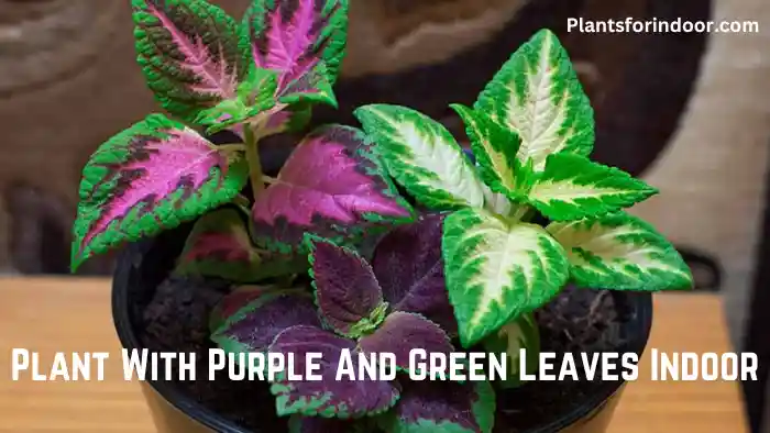 Plant With Purple And Green Leaves Indoor