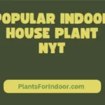 Popular Indoor House Plant Nyt