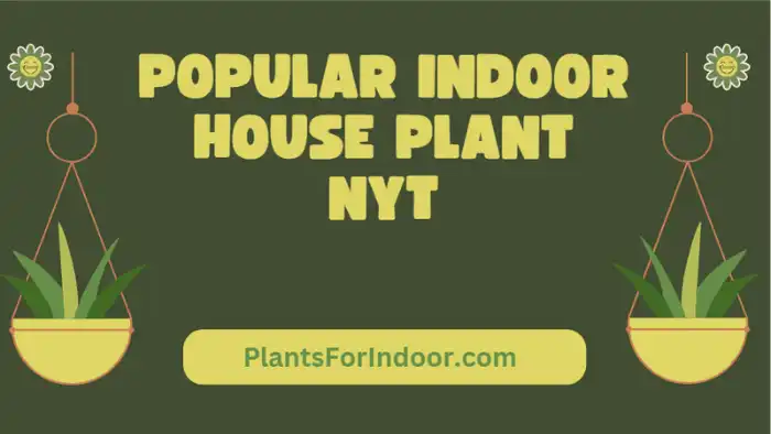 Popular Indoor House Plant Nyt