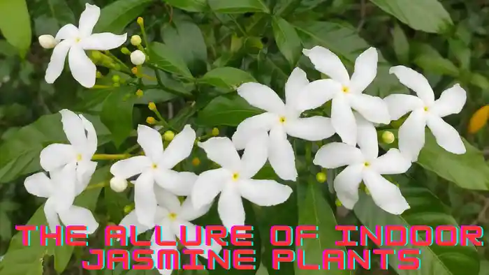 The Allure of Indoor Jasmine Plants