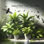 Indoor Plant Small Black Flies