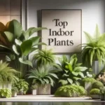 Top Indoor Plants for Pakistan